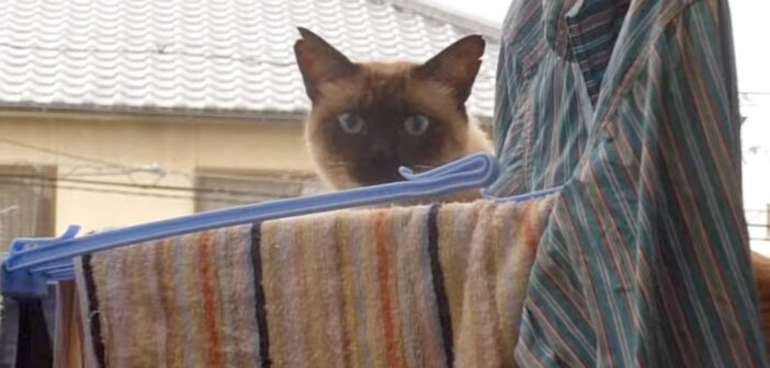 2階のベランダに侵入した猫