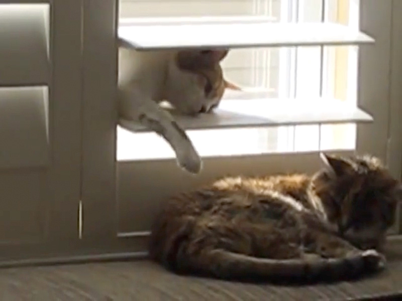 シャッターの隙間から母猫にいたずらする子猫