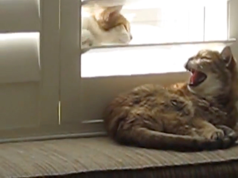母猫に怒られちゃった子猫