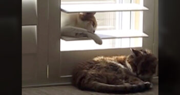 シャッターの隙間から母猫にいたずらする子猫