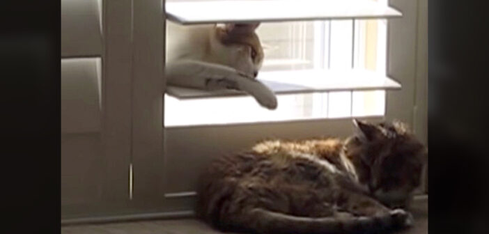 シャッターの隙間から母猫にいたずらする子猫