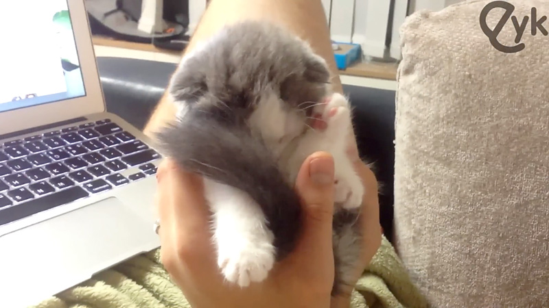 手の中で眠る子猫