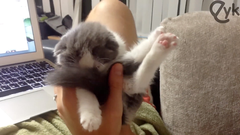 眠りながら足をピーンと伸ばす子猫