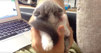 手の中で眠る子猫