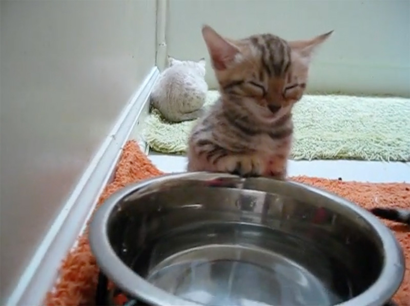 ボウルに手を掛けたまま眠る子猫