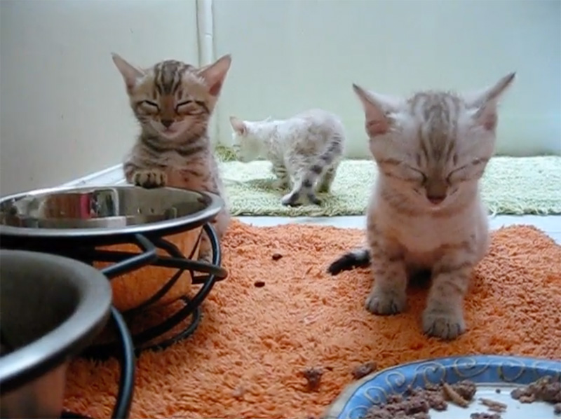 食事中に眠気に襲われる子猫達