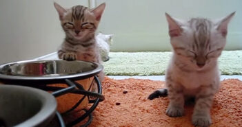 ボウルに手を掛けたまま眠る子猫