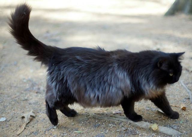 銀色の毛が生えてきた猫