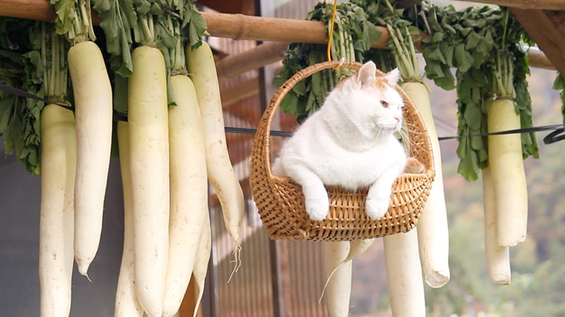大根と一緒に揺れる猫