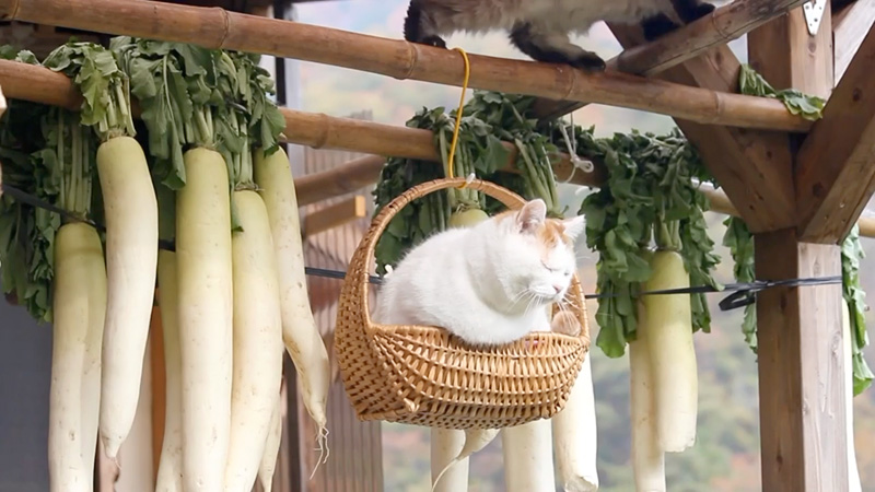 大根と一緒に揺れる猫