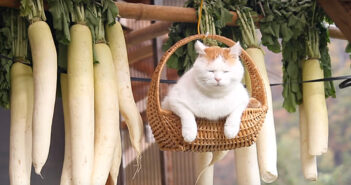 大根と一緒に揺れる猫