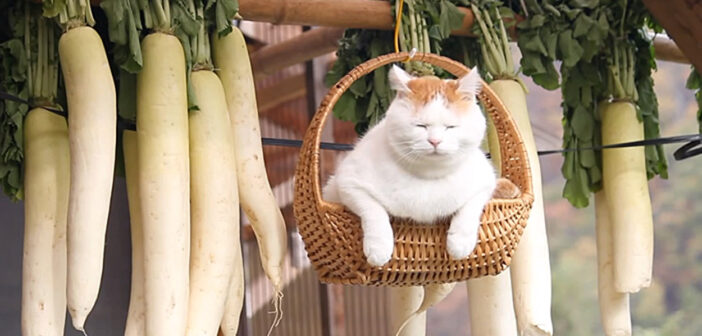 大根と一緒に揺れる猫