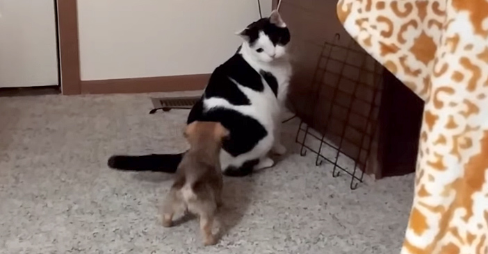 猫にアピールする子犬