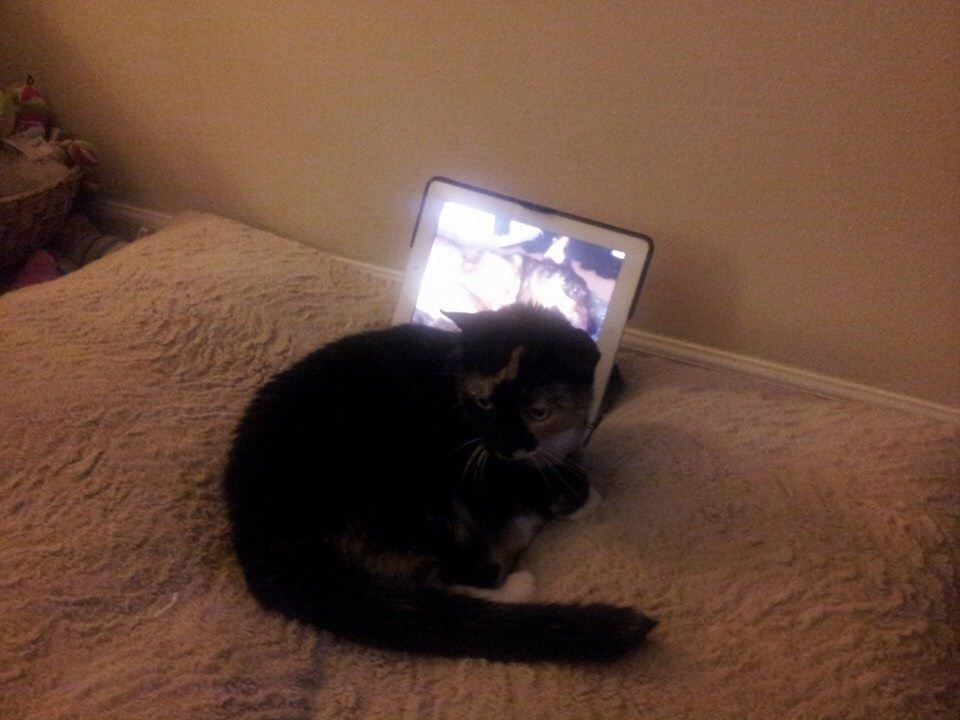 Кошки уходят перед смертью. Кошка перед монитором. Фотография котика перед экраном. Кошка тоскует по хозяину. Скучает ли кошка по хозяину.