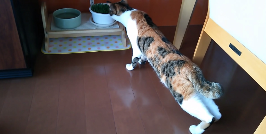 へっぴり腰になる猫