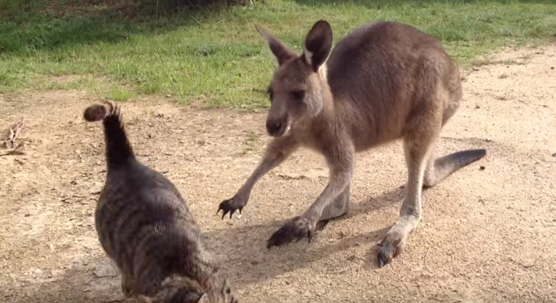 猫に逃げられたカンガルー