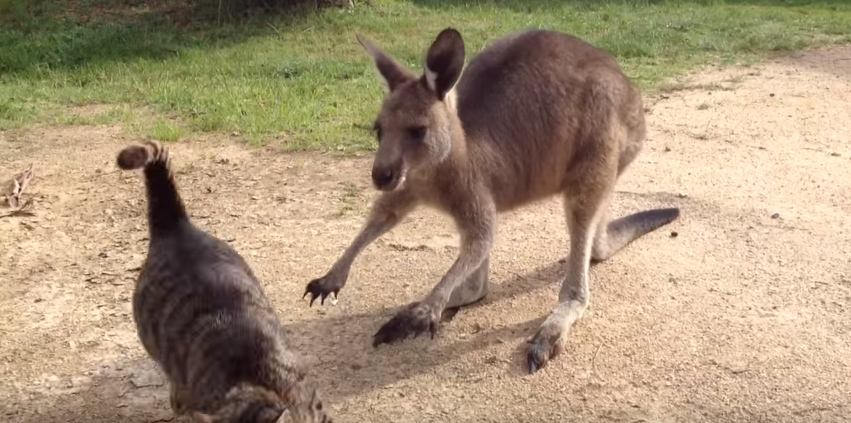 猫に逃げられたカンガルー