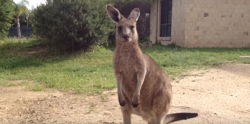 猫に逃げられてポツーンとするカンガルー