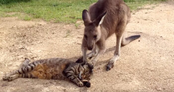 猫をナデナデするカンガルー