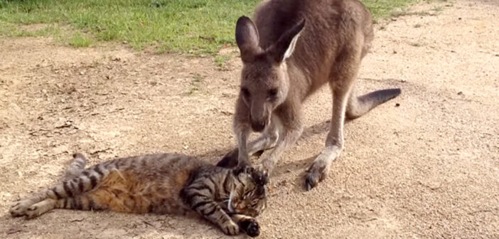 猫をナデナデするカンガルー