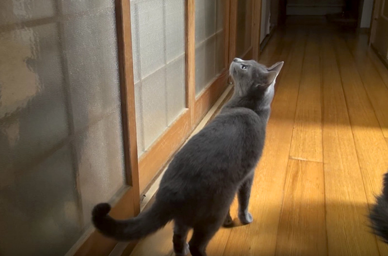 部屋に入りたい猫