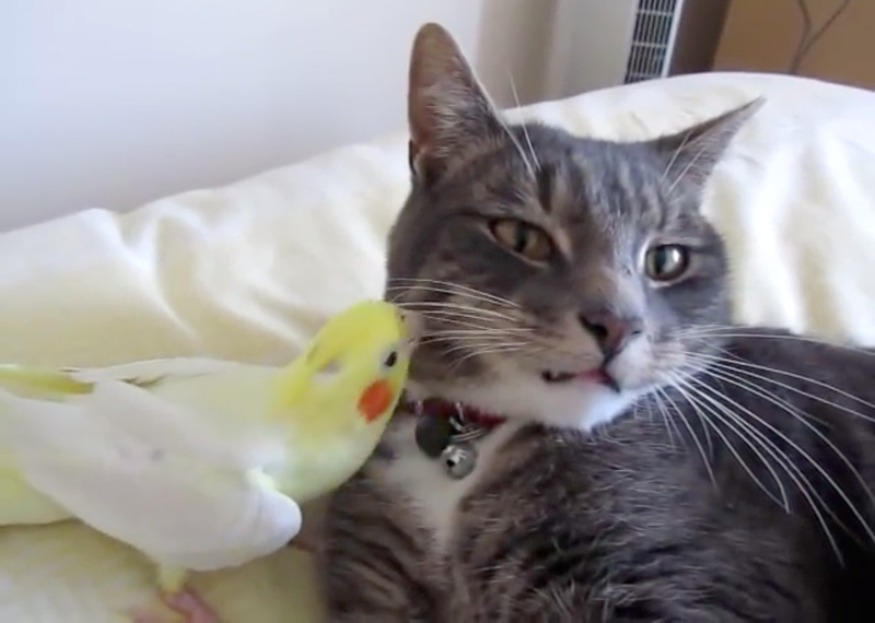 猫のヒゲをつばむインコ