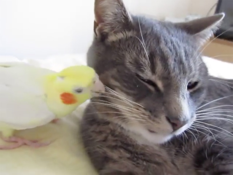 猫のヒゲをつばむインコ