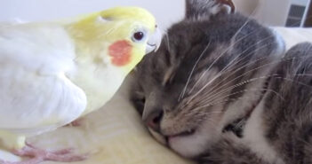 猫のヒゲをつばむインコ