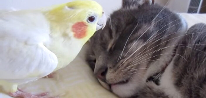 猫のヒゲをつばむインコ