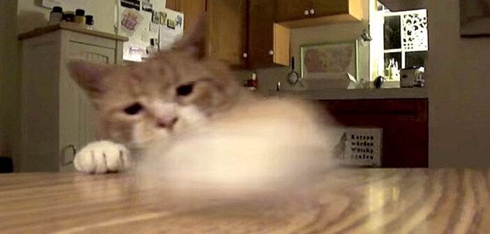 オヤツをゲットする猫