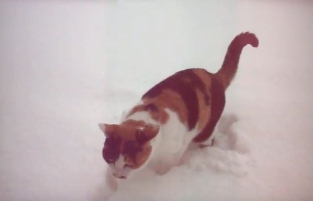 大雪の散歩から帰ってくる猫