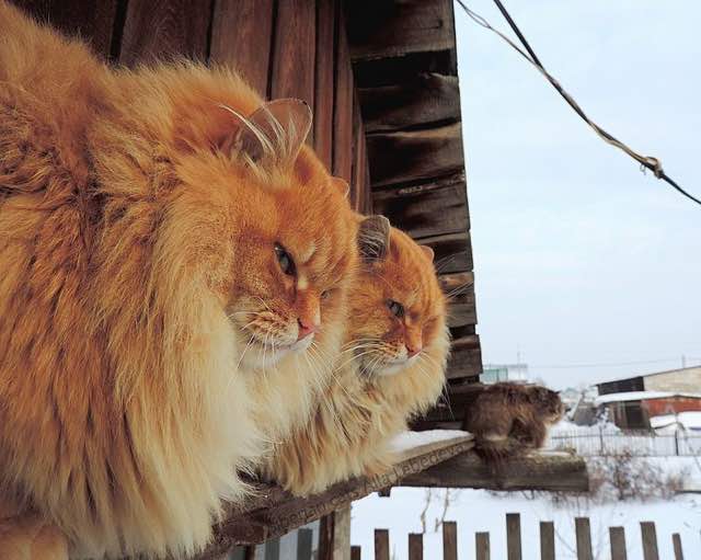 シベリア猫。サイベリアン