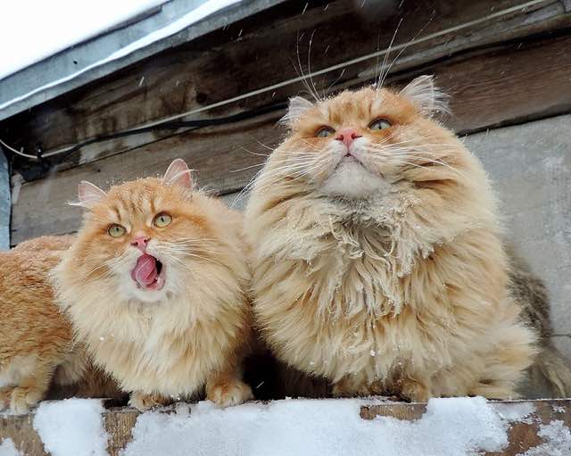 モフモフのサイベリアン猫