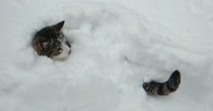 雪の中から顔としっぽを出す猫