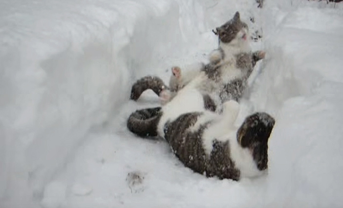 雪の中でじゃれる猫