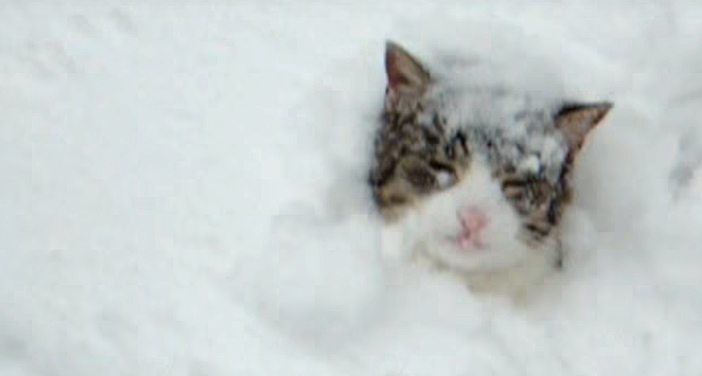 雪の中から顔を出す猫