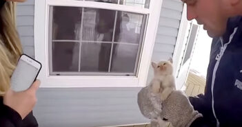 雪の中で凍えて動けなくなった子猫を奇跡的に救った家族。そんな優しい家族のおかげで幸せになった子猫に心が温まる 雪の寒さに凍える子猫