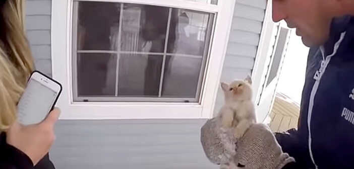 雪の寒さに凍える子猫