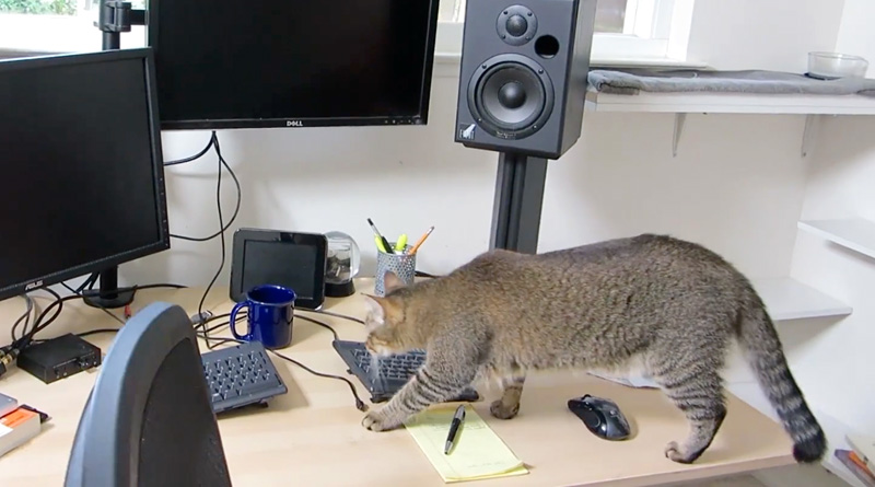 ボールを探す猫