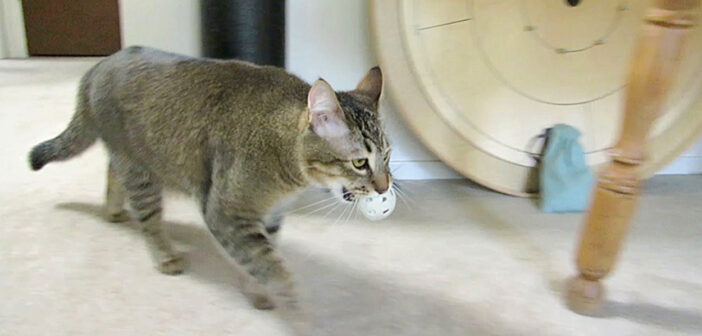 ご飯を食べるためにボールを探す猫
