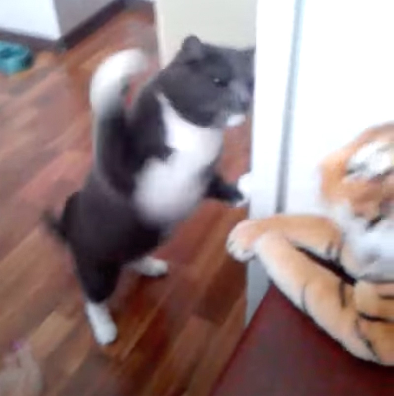 トラに高速猫パンチを繰り出す猫