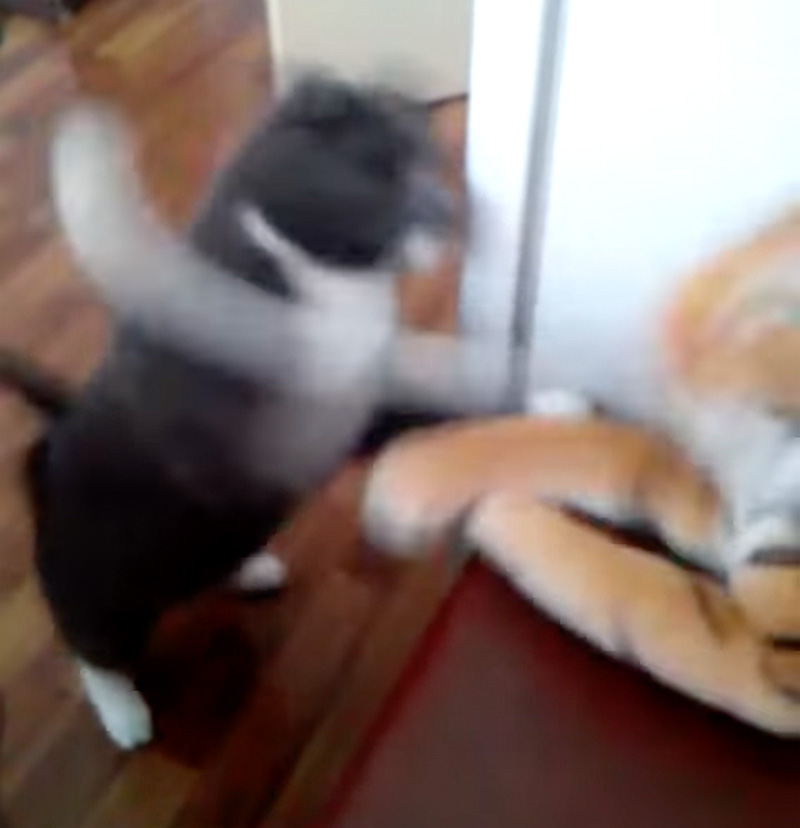 トラに高速猫パンチを繰り出す猫