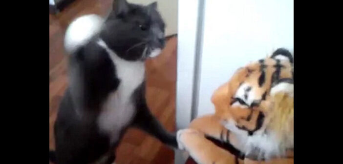 トラに高速猫パンチを繰り出す猫