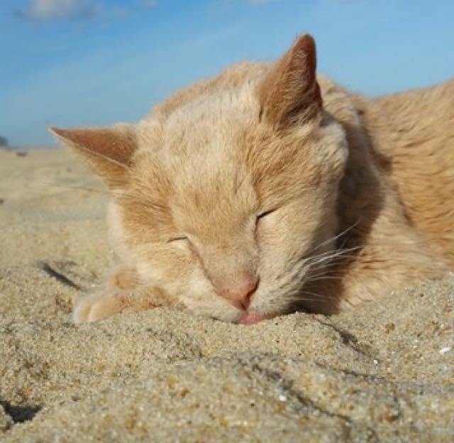 砂浜で眠る猫