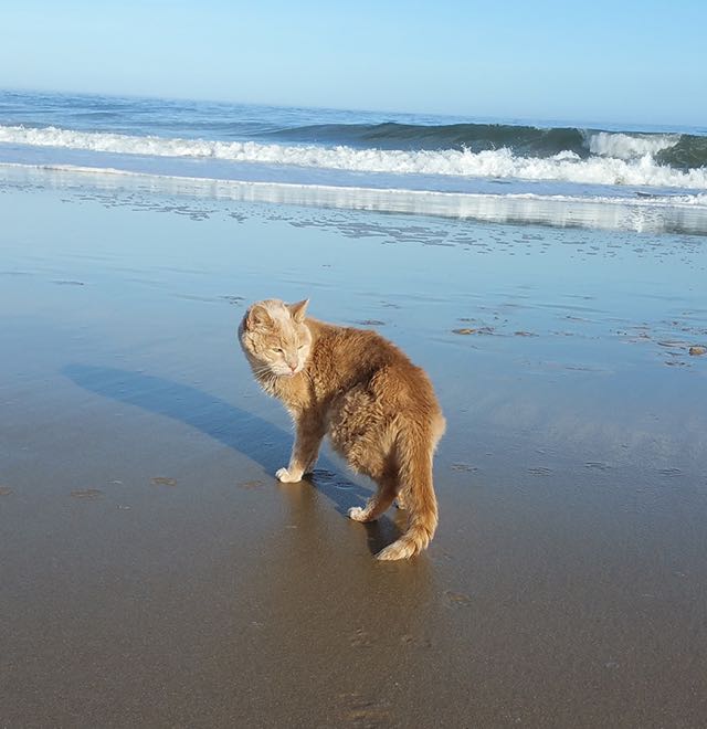 砂浜を歩く猫