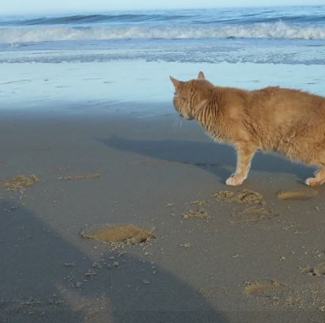 海を楽しむ猫