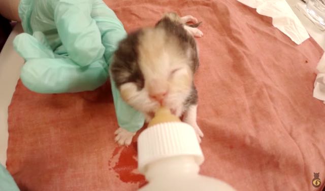 子猫にミルクを飲ませる