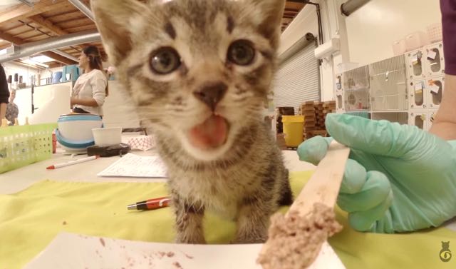 子猫にご飯を食べさせる