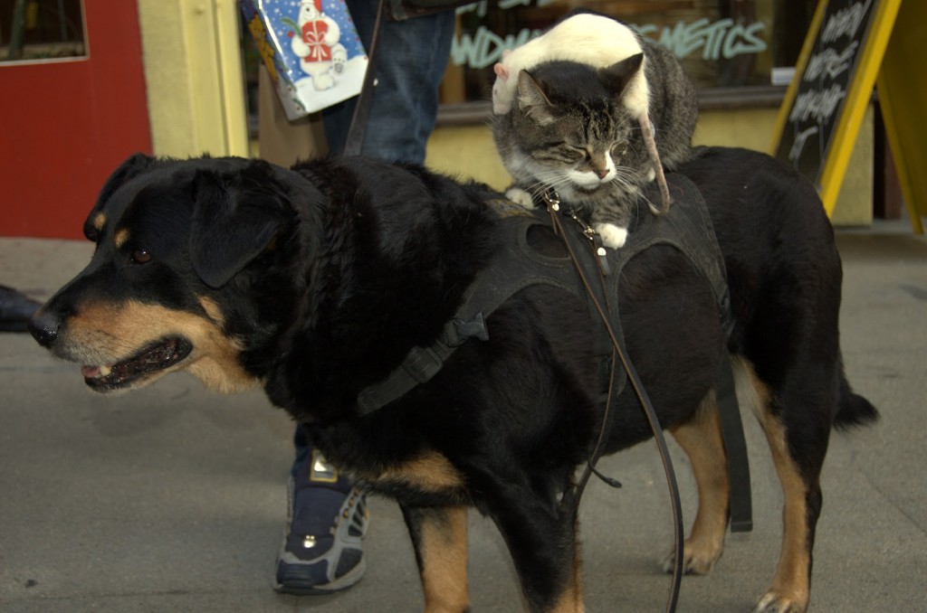 いつもいっしょの犬と猫とネズミ