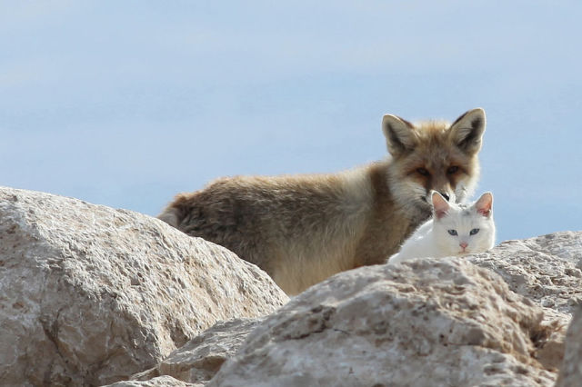 岩の間から覗くキツネと猫
